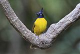 Black-crested Bulbul